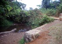 <p> Muddy intermittent stream near Mengeong village. An extremely productive mud-puddling site. </p>